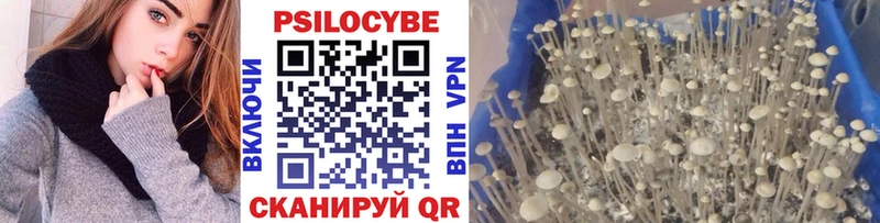 где можно купить наркотик  Новоузенск  Псилоцибиновые грибы Cubensis 